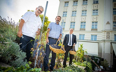 Jedinstvena berba zinfandela u središtu Zagreba uz predstavljanje prvih Esplanadinih butelja potpisom vinarije Krauthaker